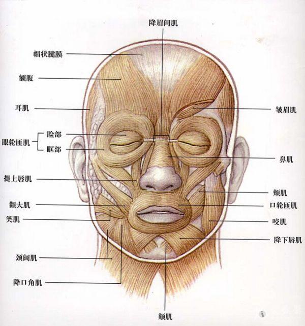 素描脸部肌肉结构图图片