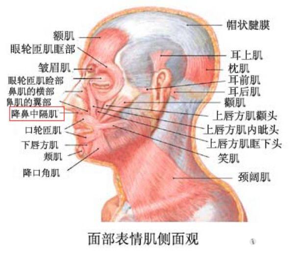 鼻部肌肉分布图图片