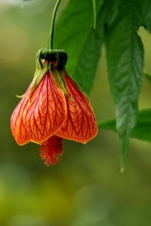 【识药草】金铃花——阳作仁摄影