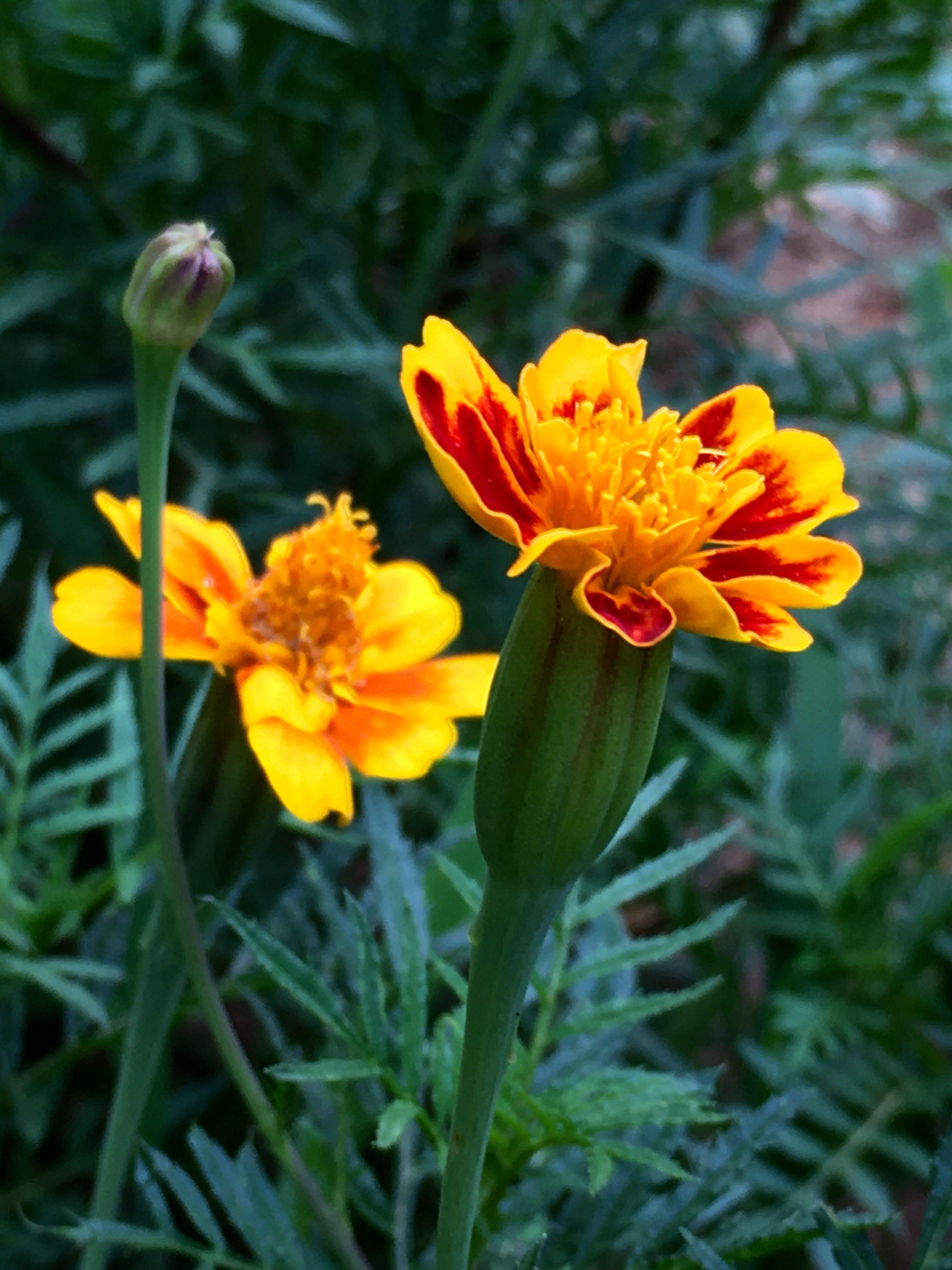 常见鲜花种类(常见的鲜花有哪些) 