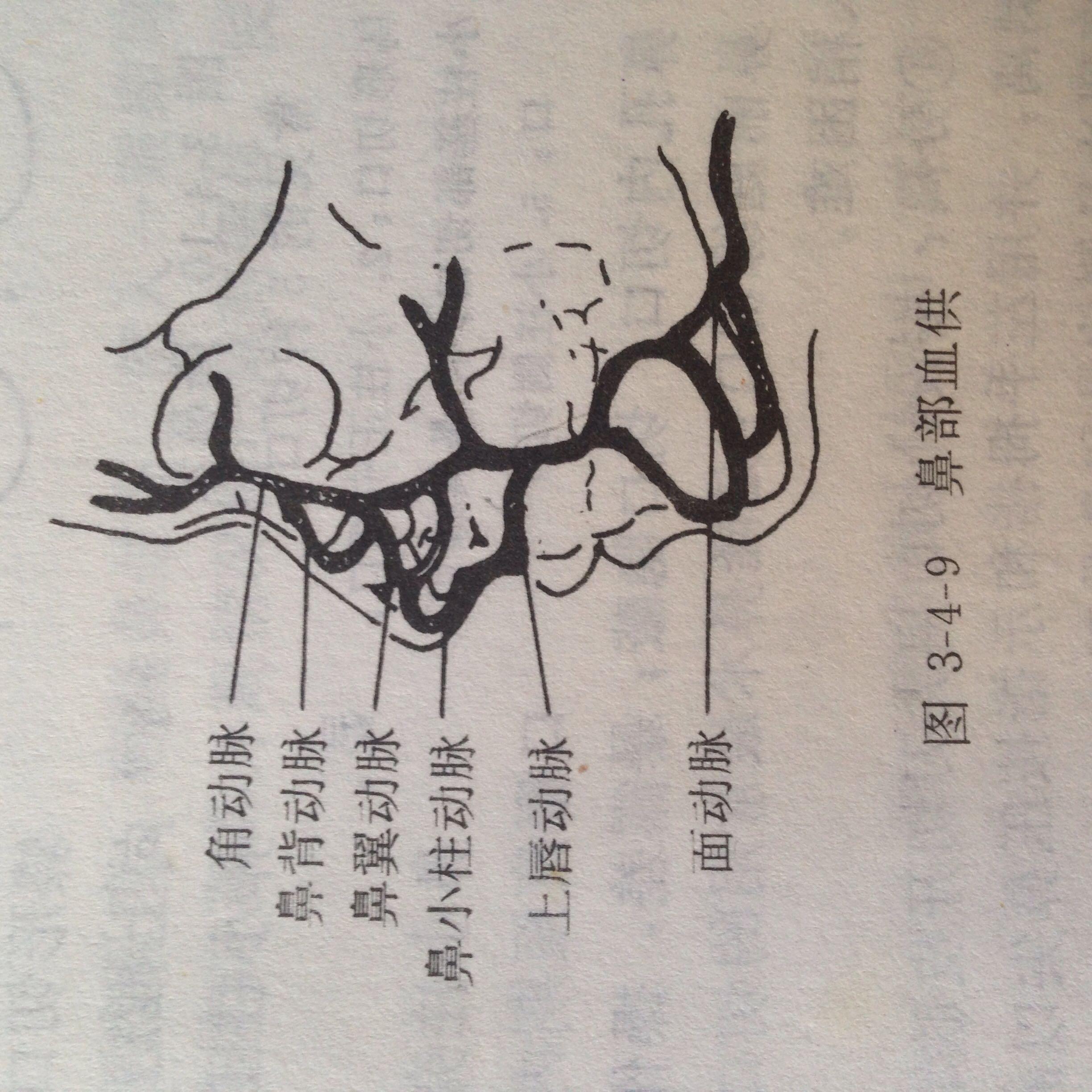 隆鼻的鼻部解剖结构很重要