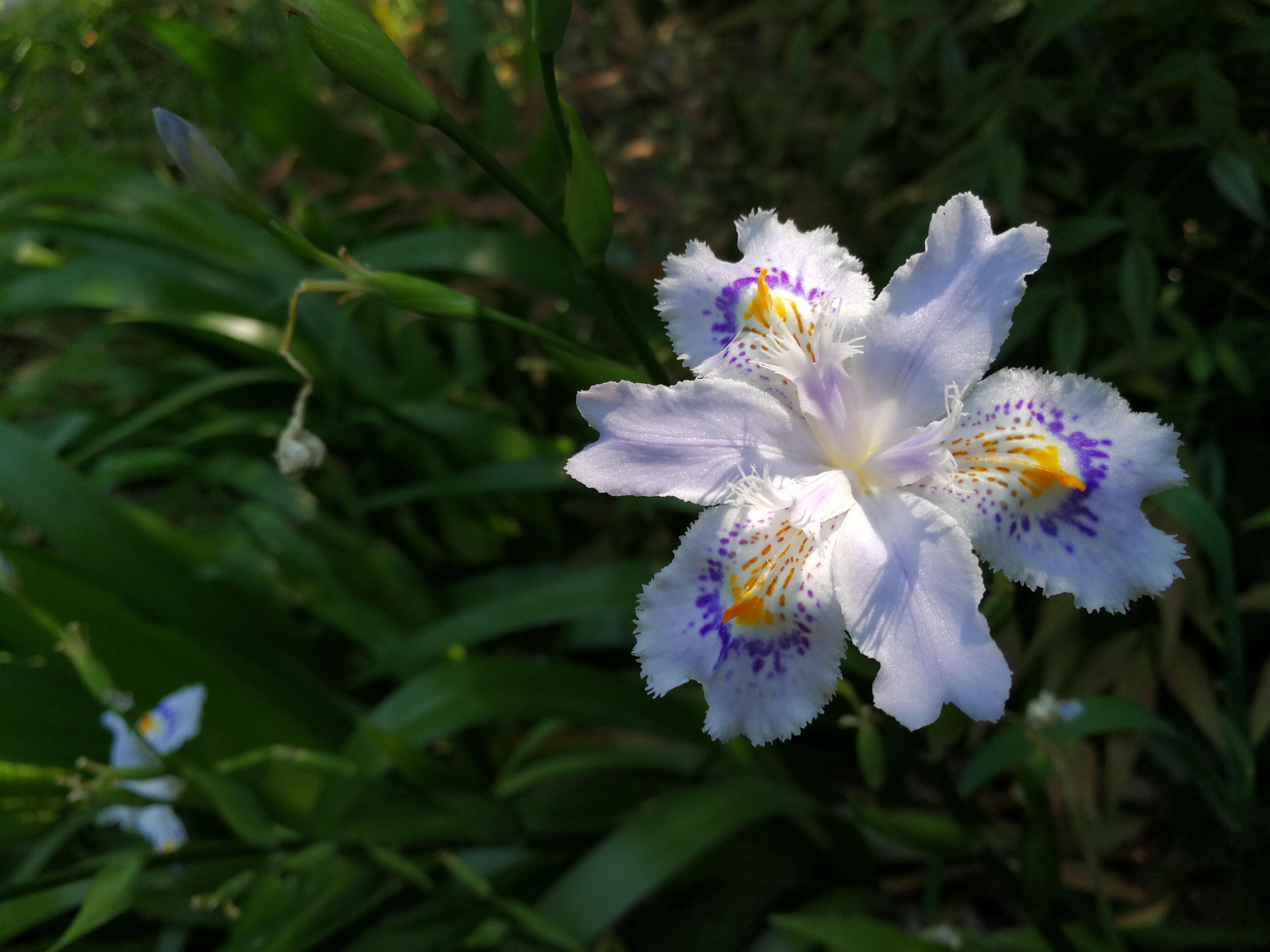 鸢尾蝶花期图片