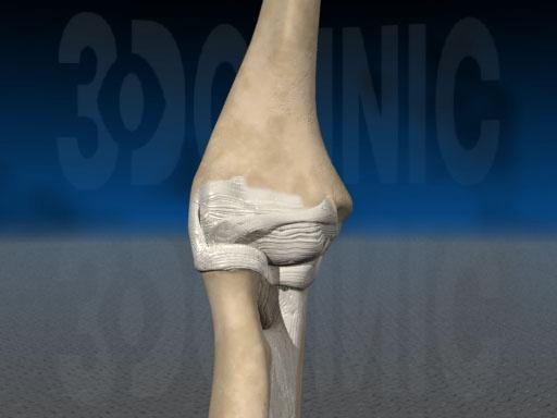 三维解剖之骨骼系统