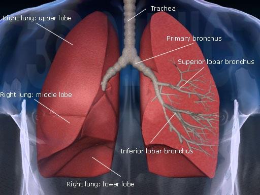 肺的图片