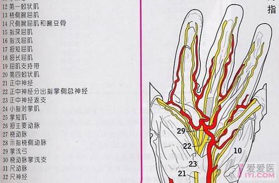 大拇指局部麻醉示意图图片