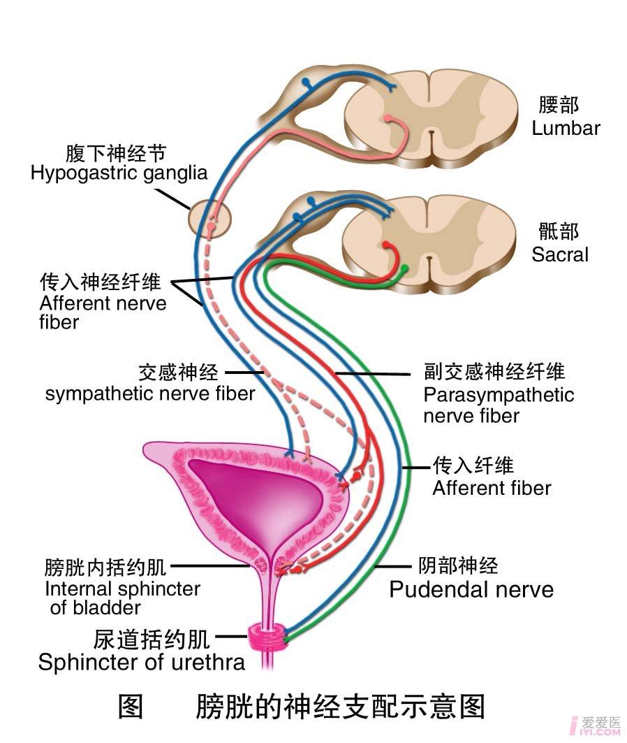 21-膀胱的神经支配2 .jpg