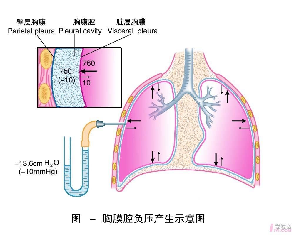 胸膜位置图片