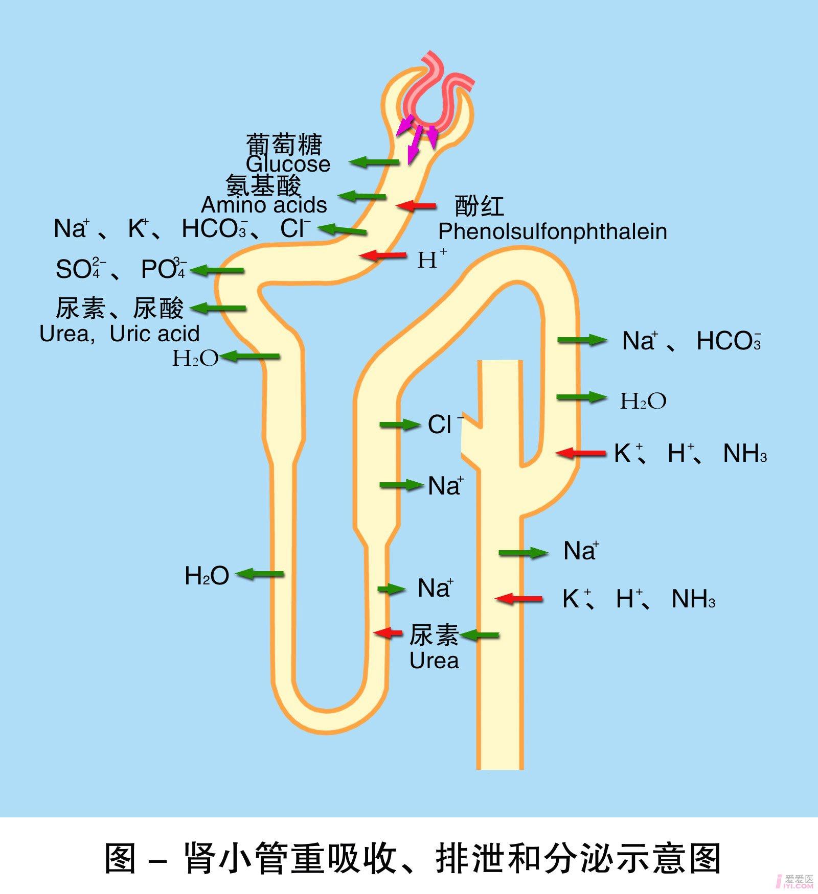 8-肾小管重吸收排泄和分泌示意图 .jpg