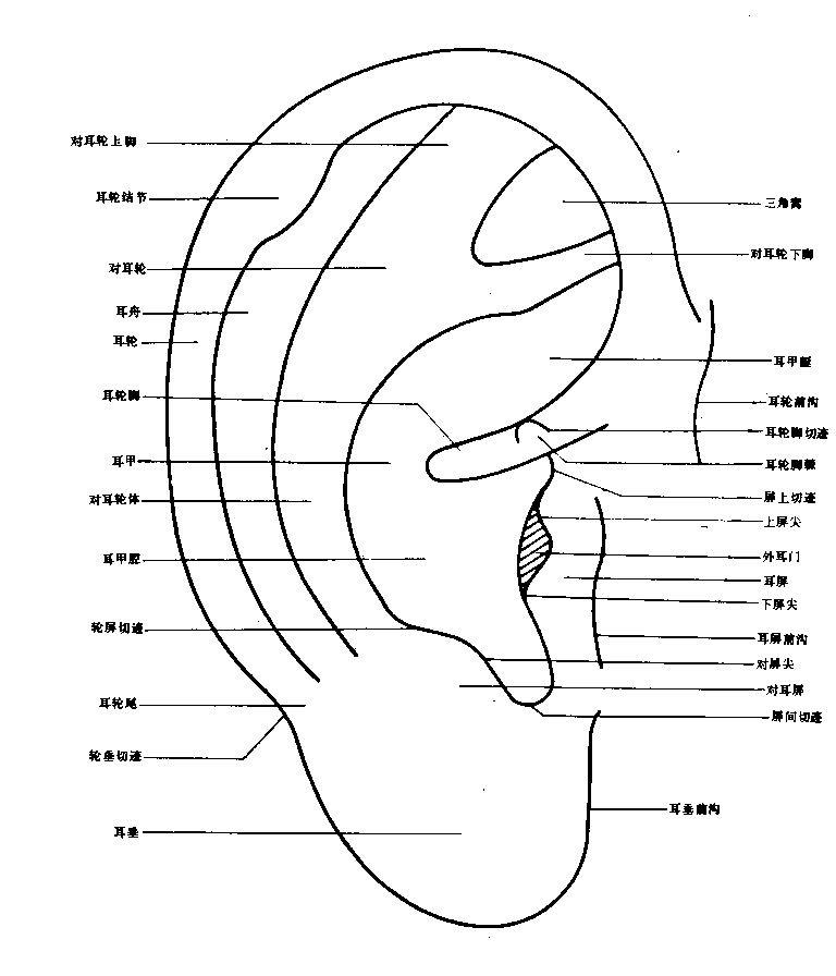 耳郭解剖(正面).jpg