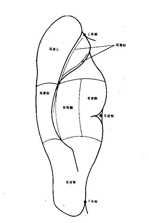 耳穴图(背面)jpg