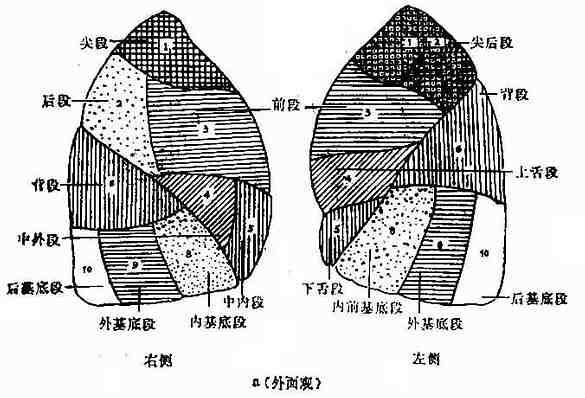 右肺中叶分段示意图图片