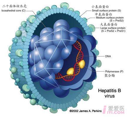 乙肝病毒(hbv)结构示意图
