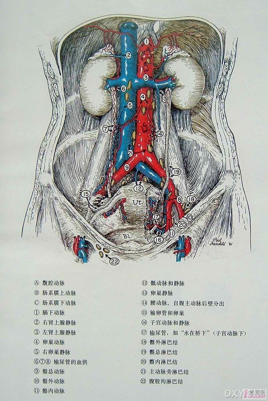 卵巢静脉汇入解剖图图片