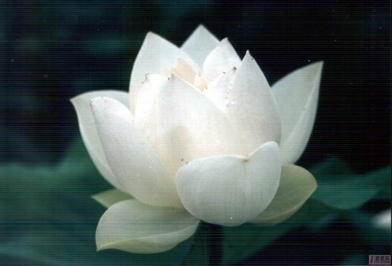 69 【资源】雪莲 x  雪莲为多年生菊科草本植物,又名雪荷花,石莲,生