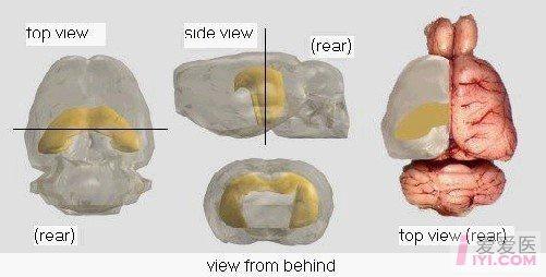 小鼠海马体的解剖图片