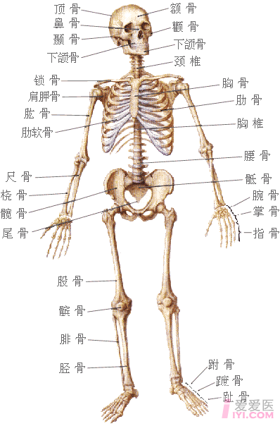 人体上半身解剖图图片