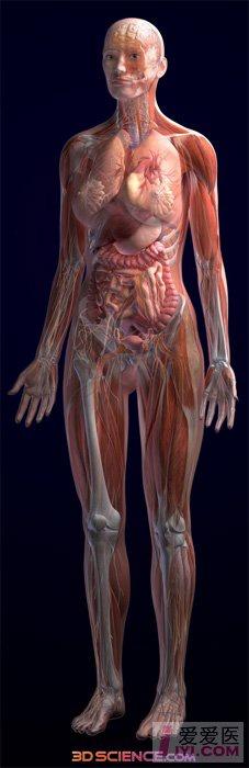 资源绝无仅有的人体实体解剖图男性女性