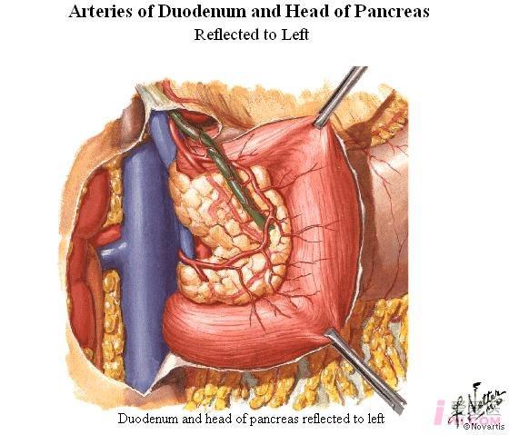 胰腺疼痛位置图片部位 搜狗图片搜索