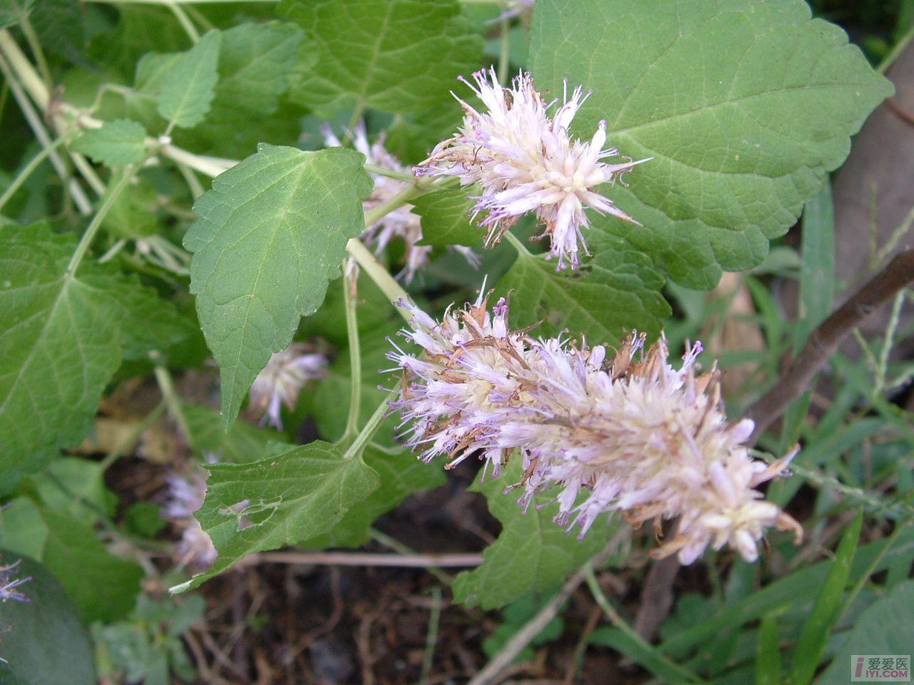 村前屋后的中草药欣赏