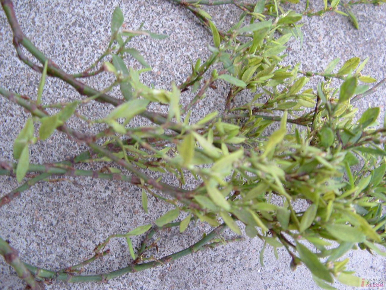 村前屋后的中草药欣赏