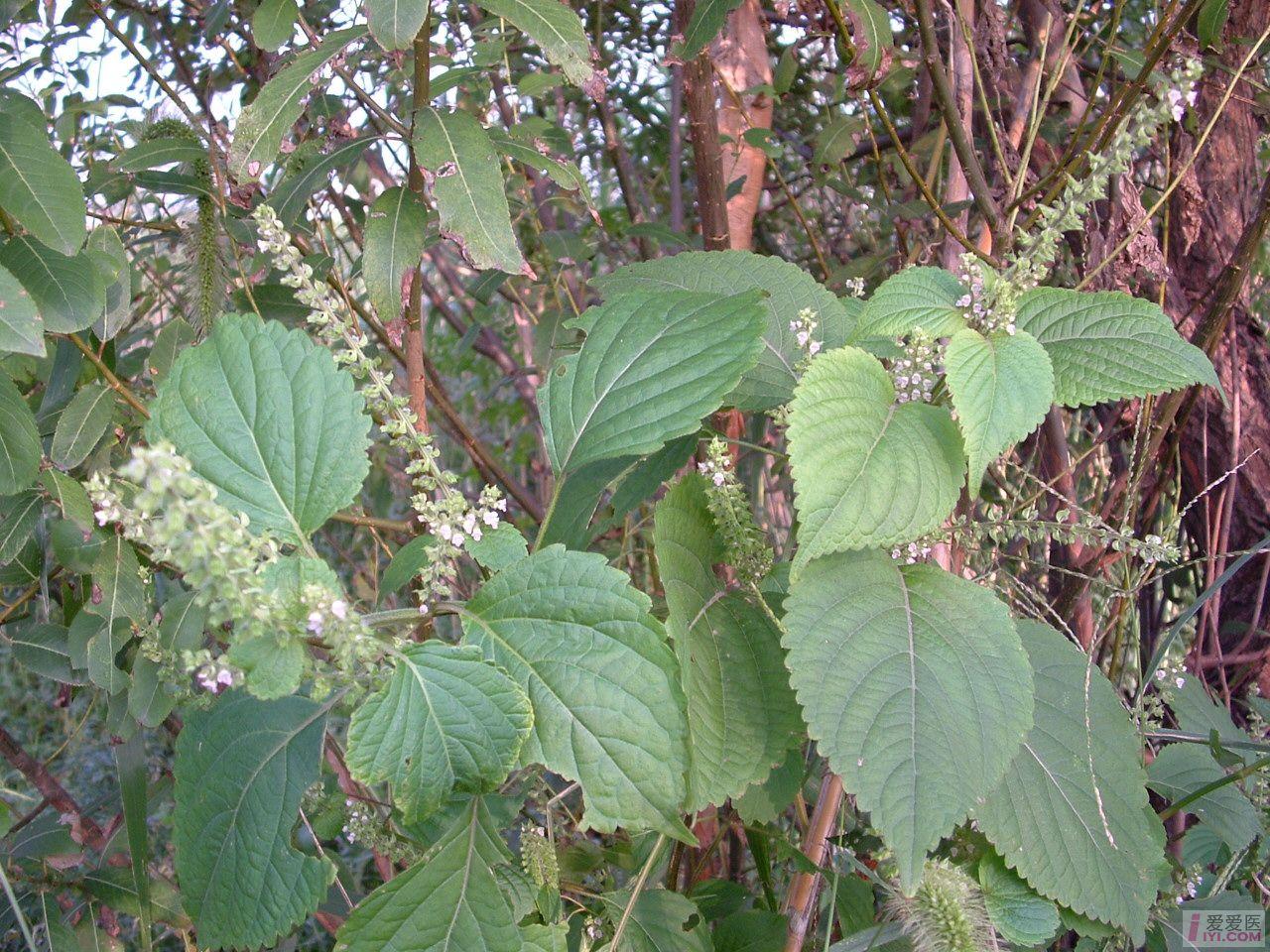 村前屋后的中草药欣赏