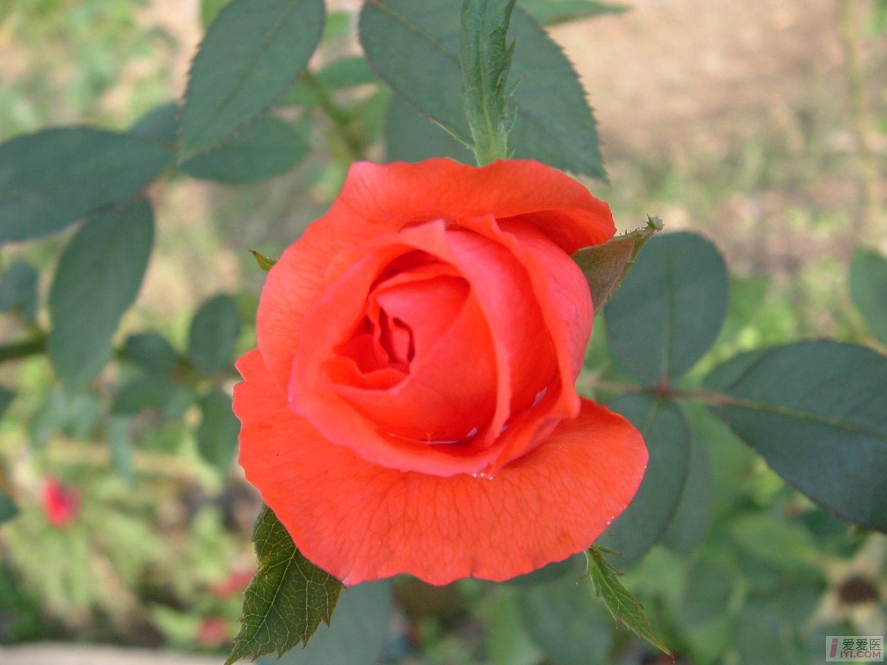 DSCF0054.JPG
