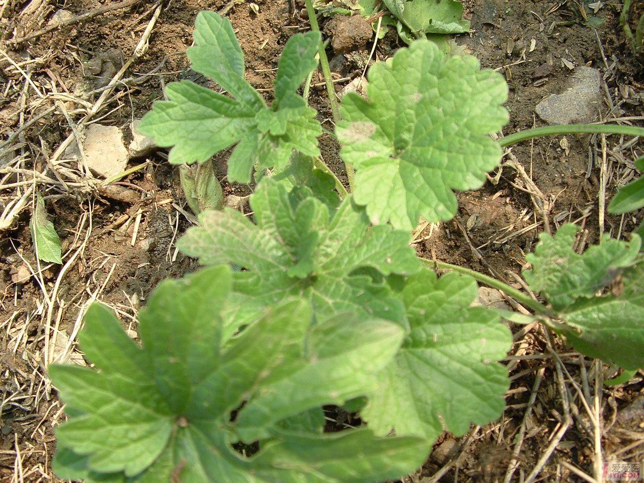 DSCF0060.JPG