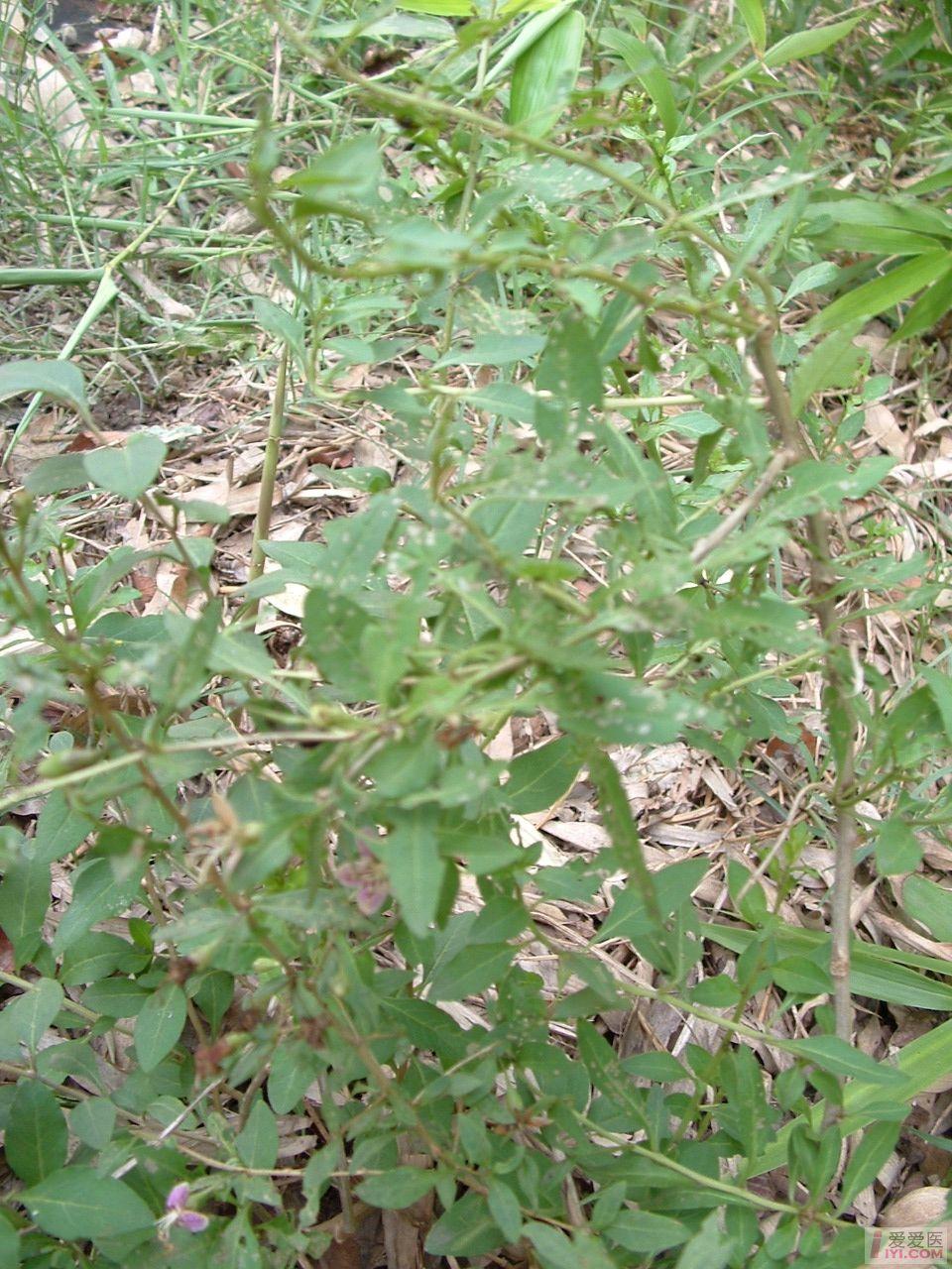 DSCF0061.JPG