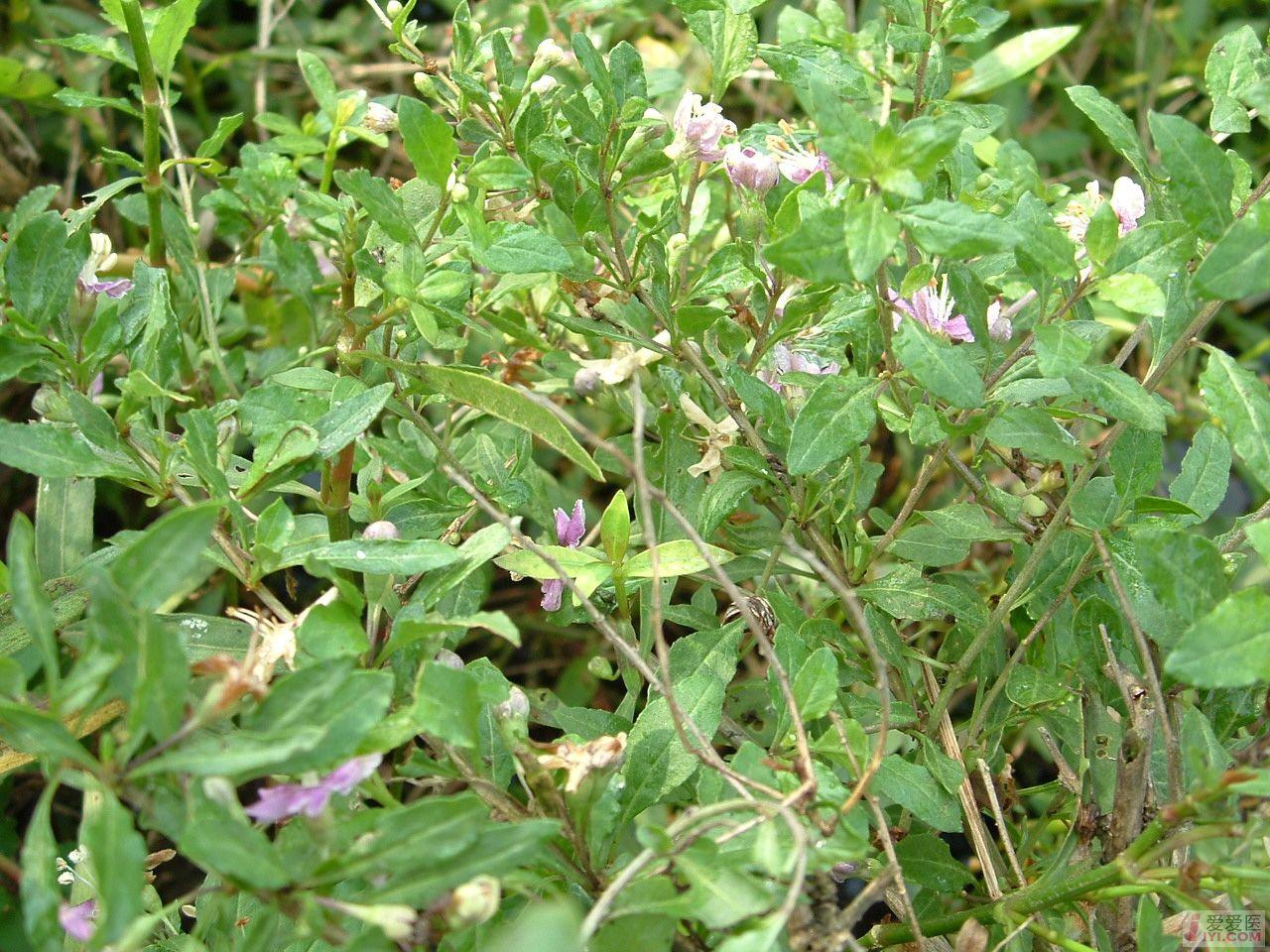 DSCF0067.JPG