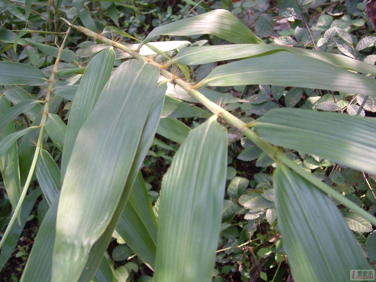 DSCF0069.JPG