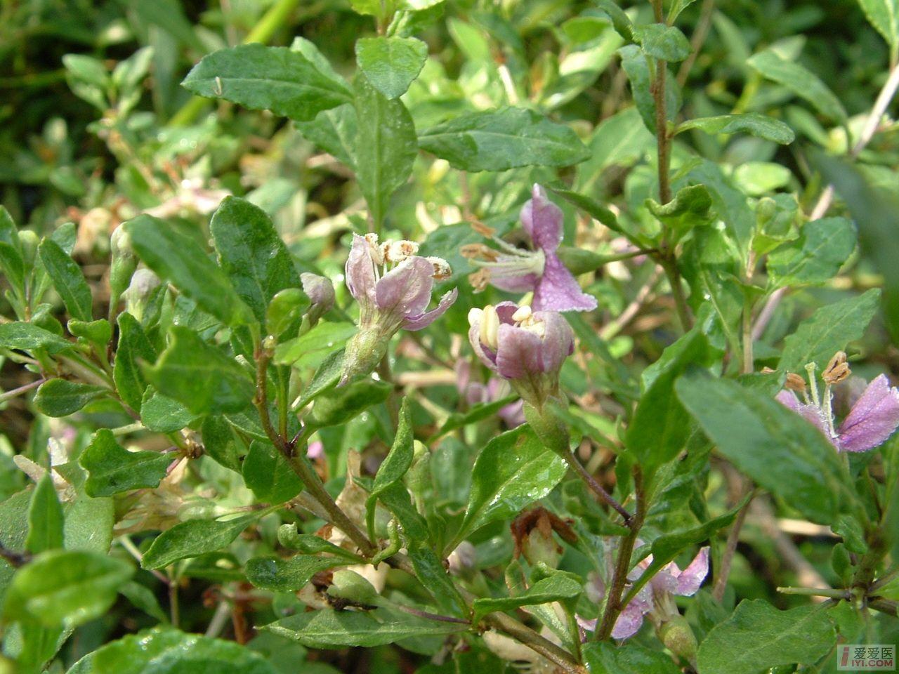 DSCF0069.JPG