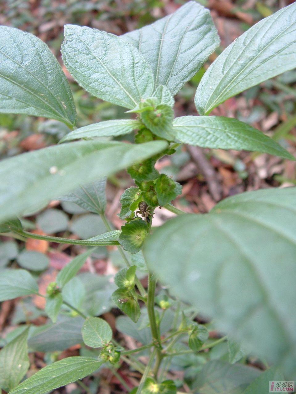 DSCF0109.JPG
