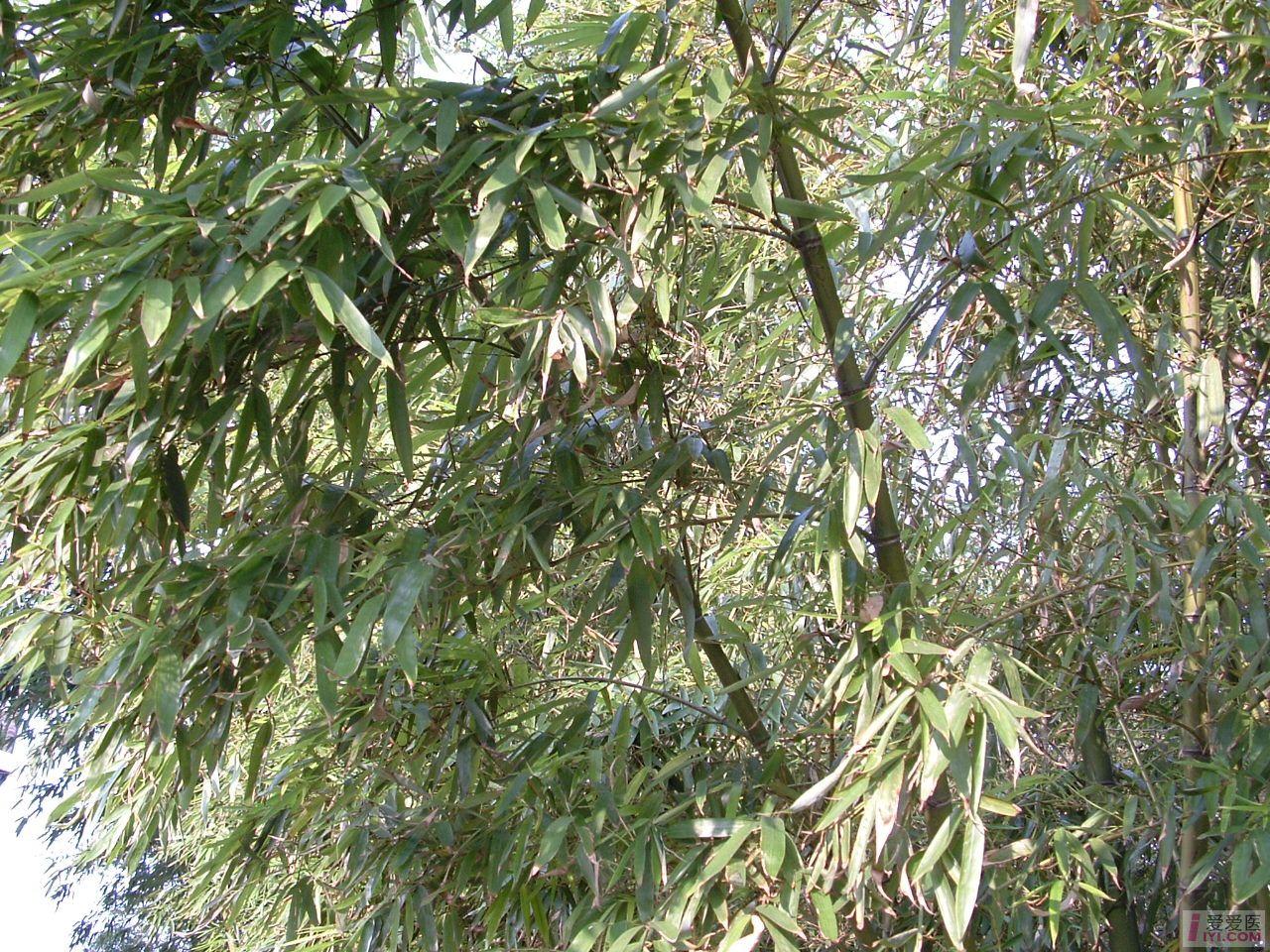 DSCF0123.JPG