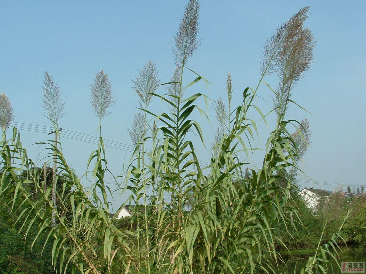 DSCF0131.JPG
