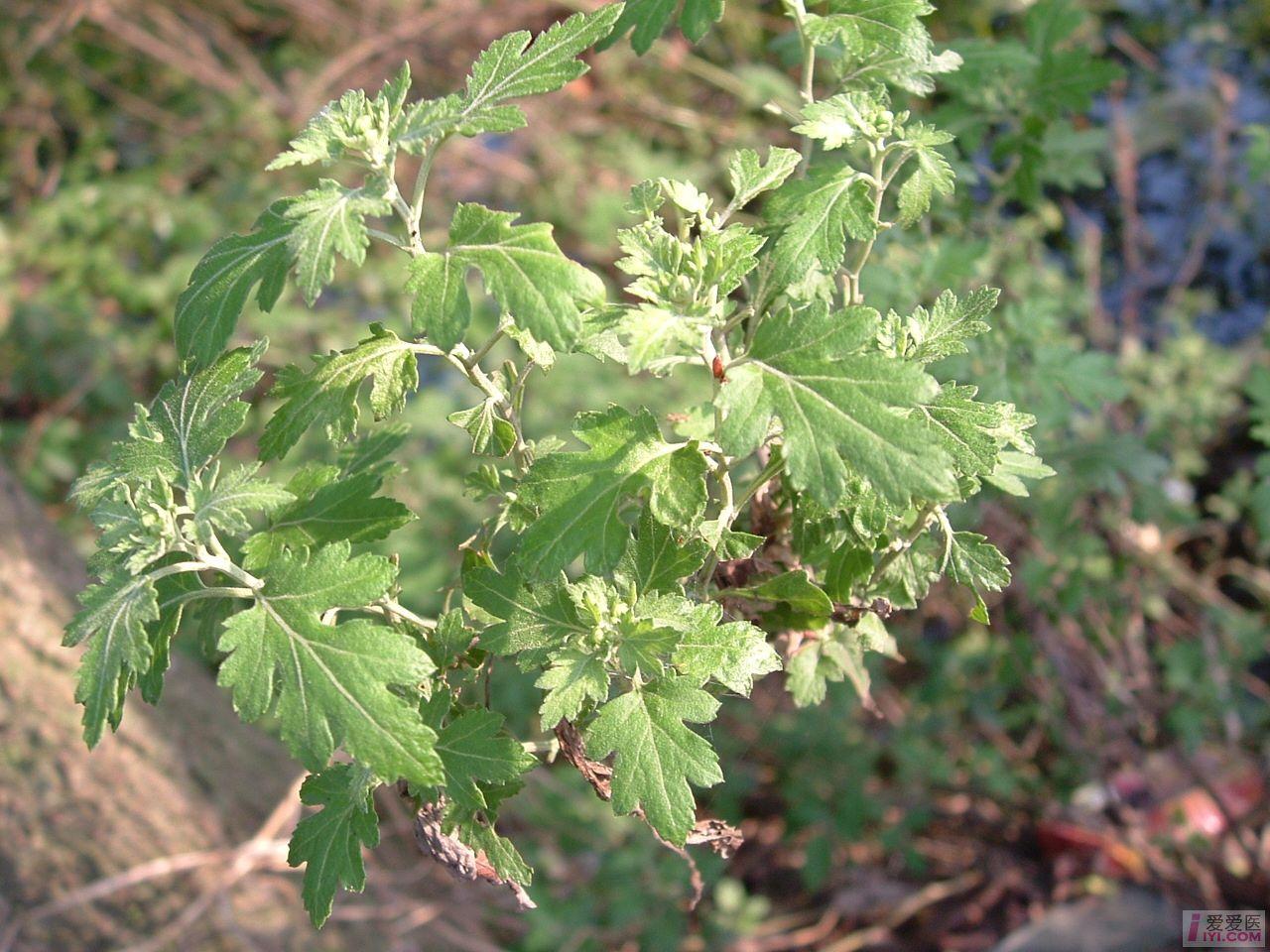 DSCF0155.JPG