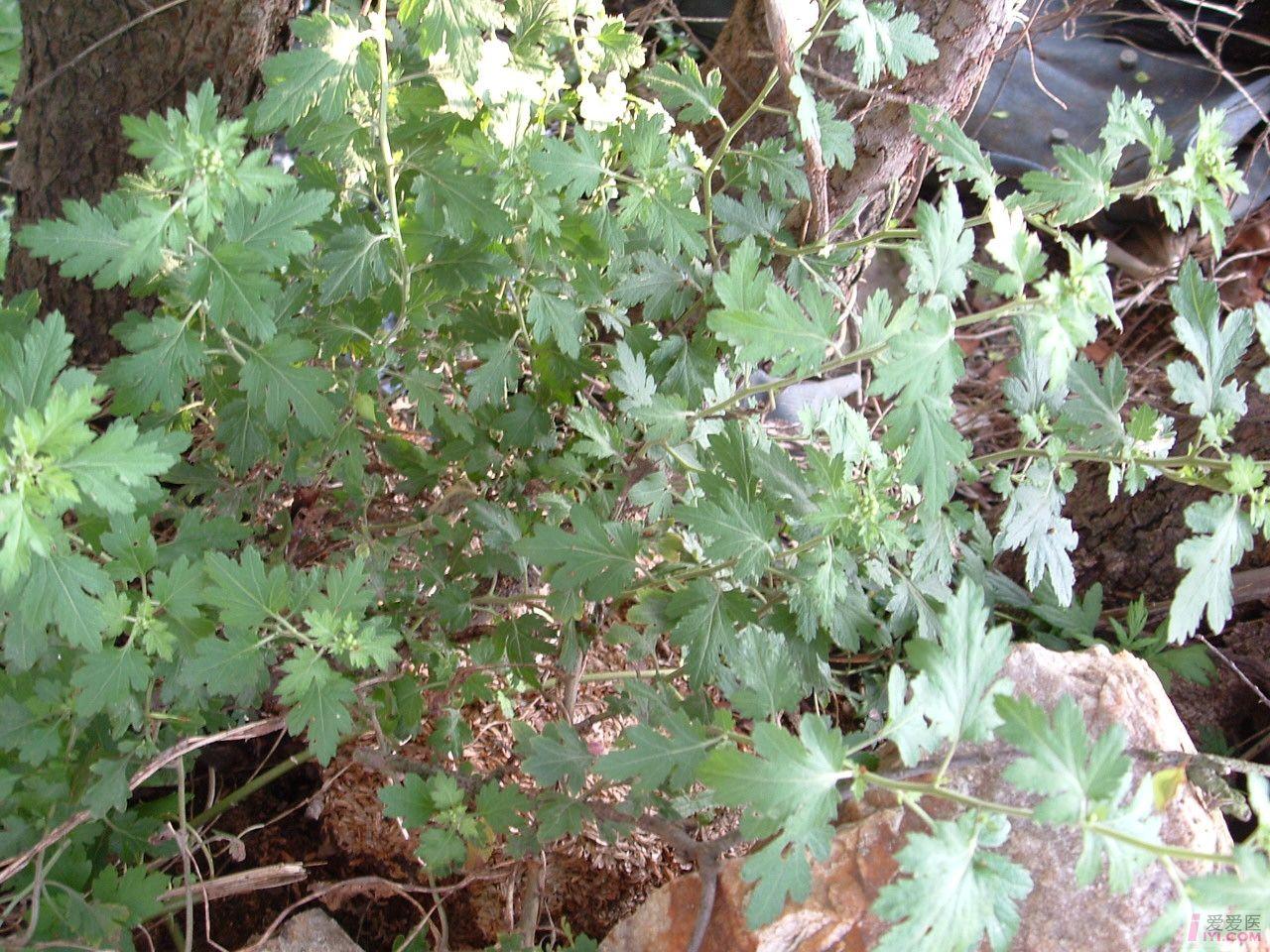DSCF0156.JPG
