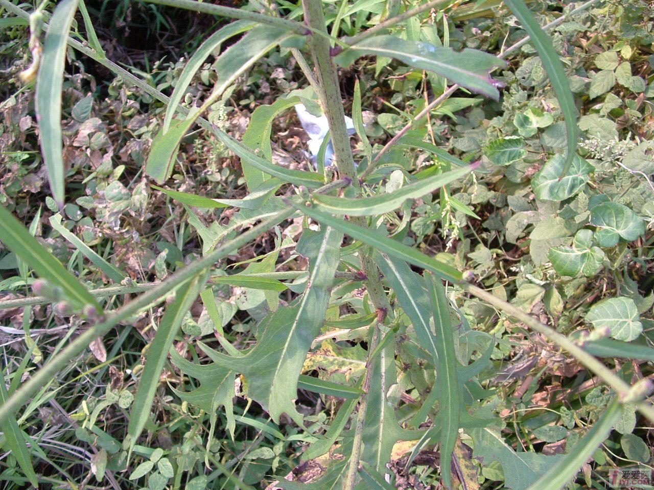 DSCF0164.JPG