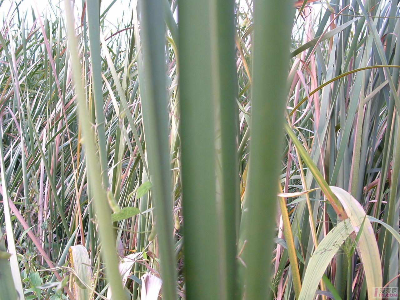 DSCF0167.JPG