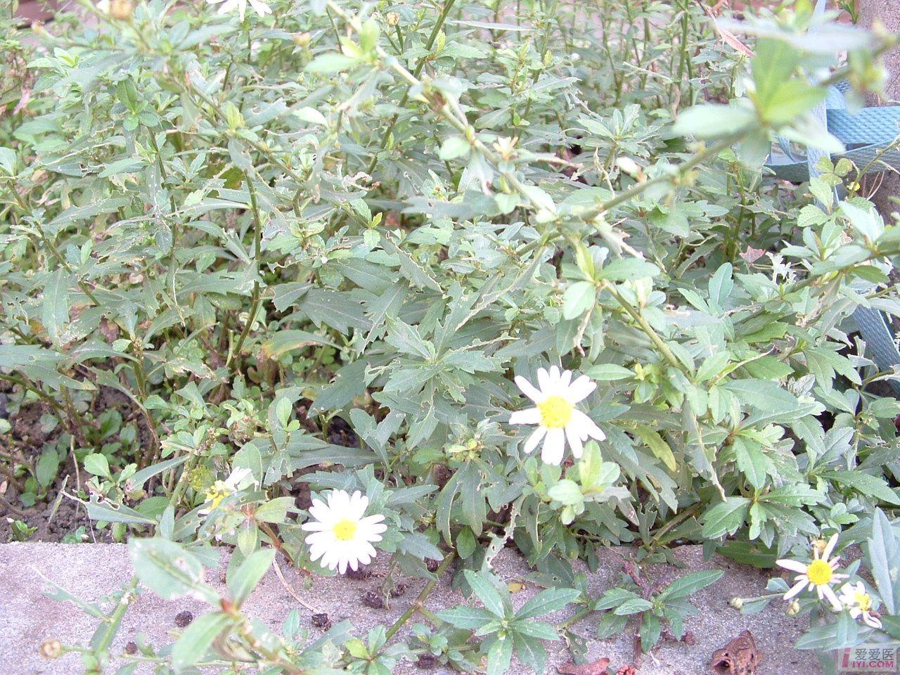 DSCF0001.JPG