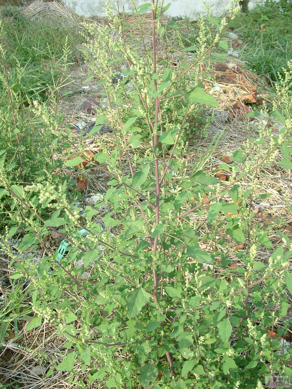 DSCF0041.JPG