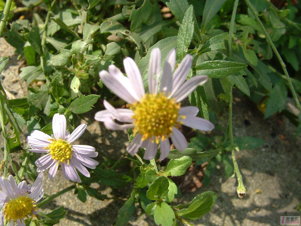 DSCF0080.JPG