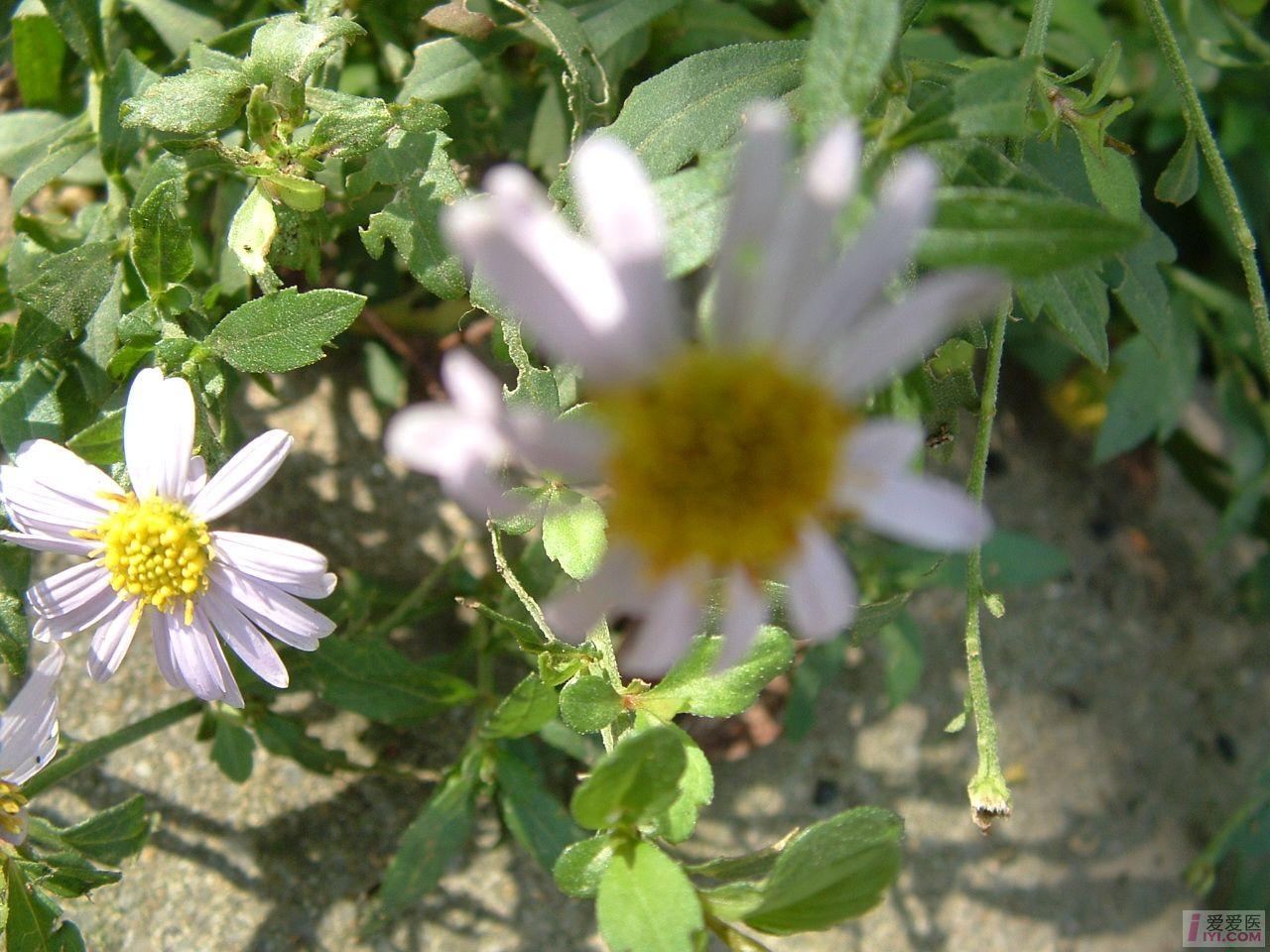 DSCF0081.JPG