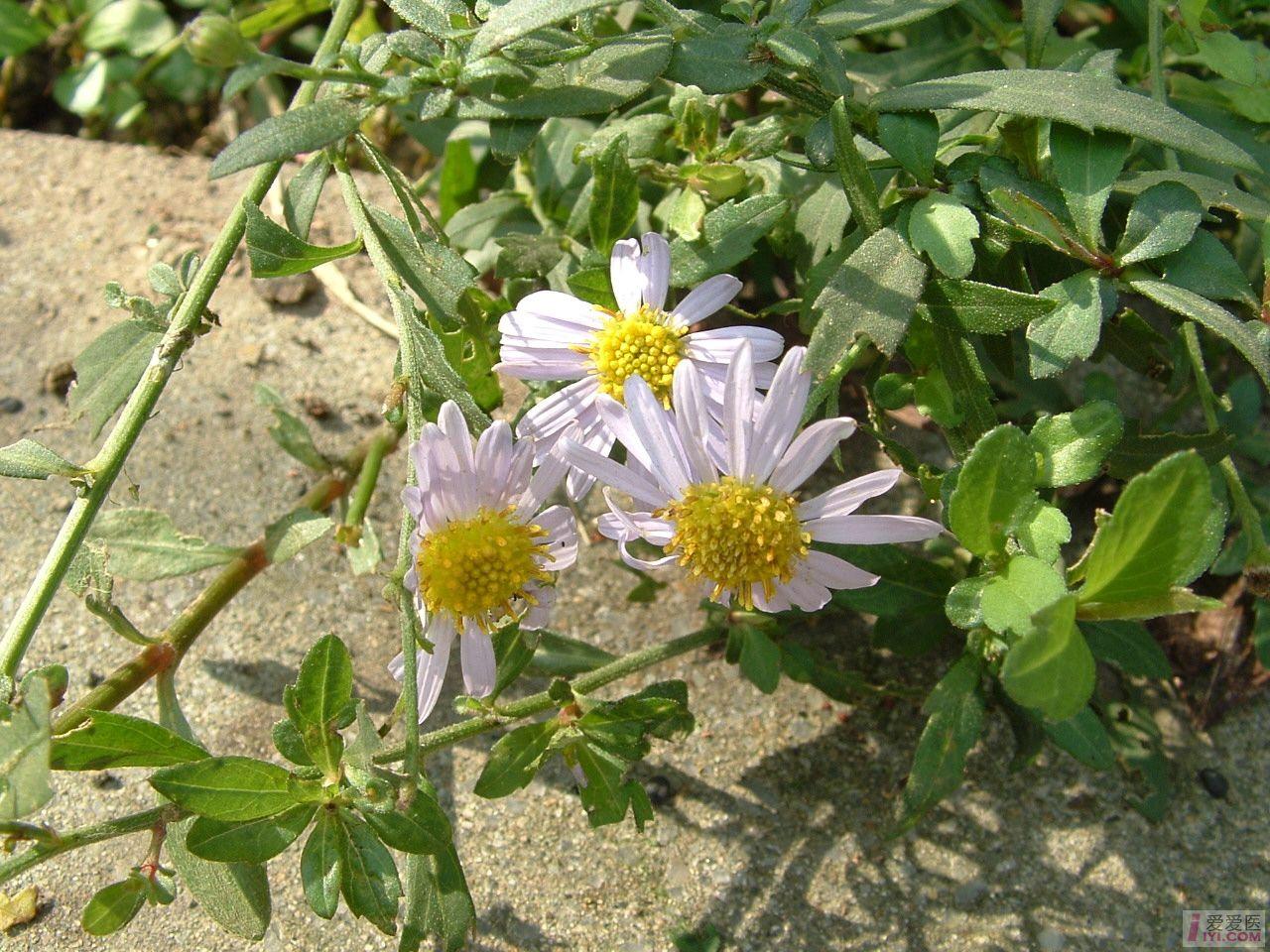 DSCF0082.JPG