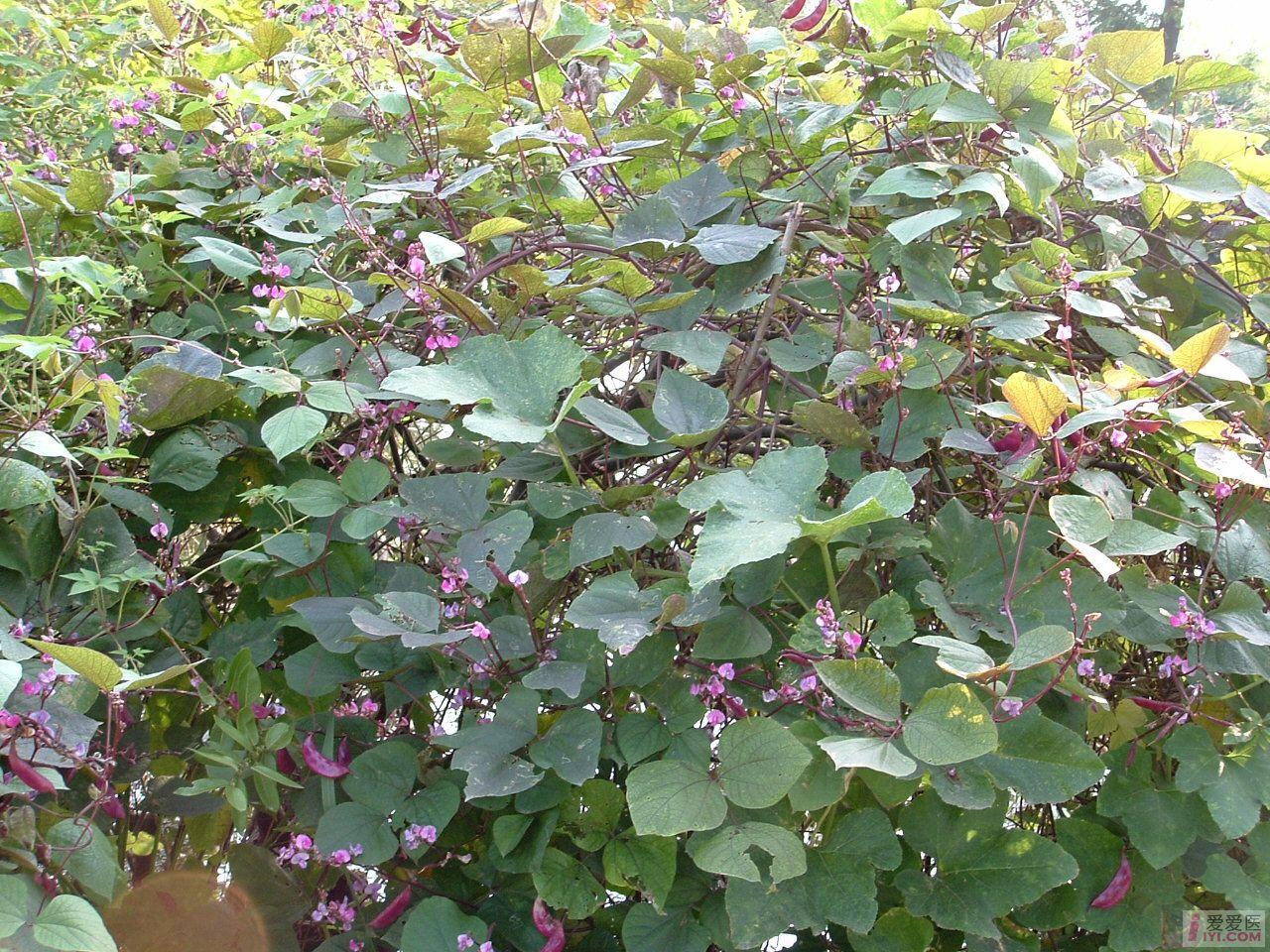 DSCF0086.JPG