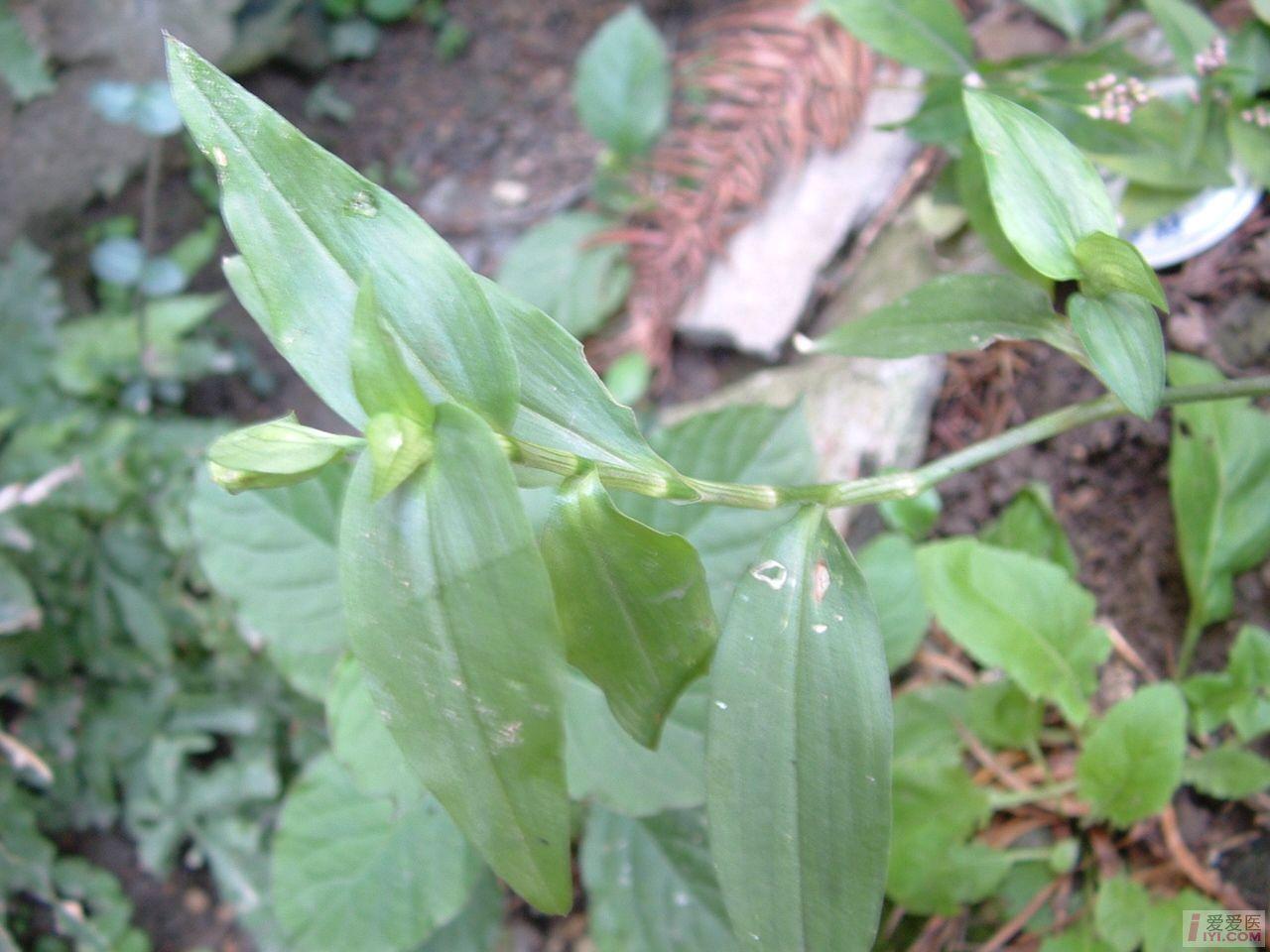DSCF0095.JPG