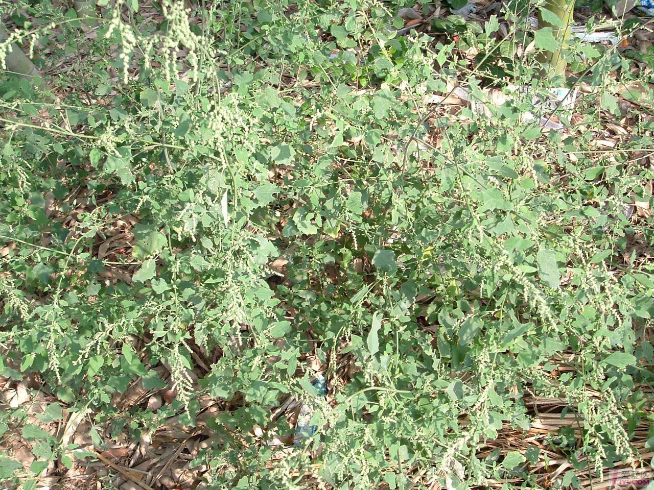 DSCF0111.JPG