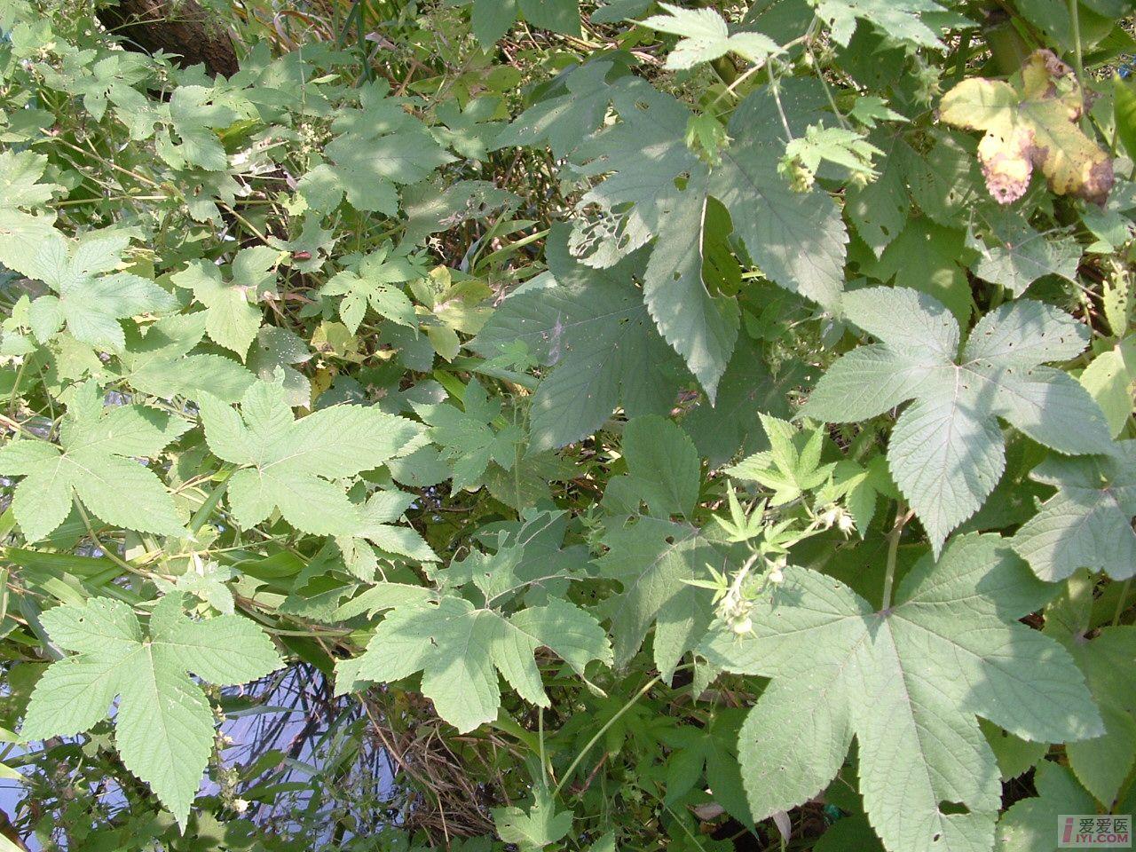 DSCF0116.JPG