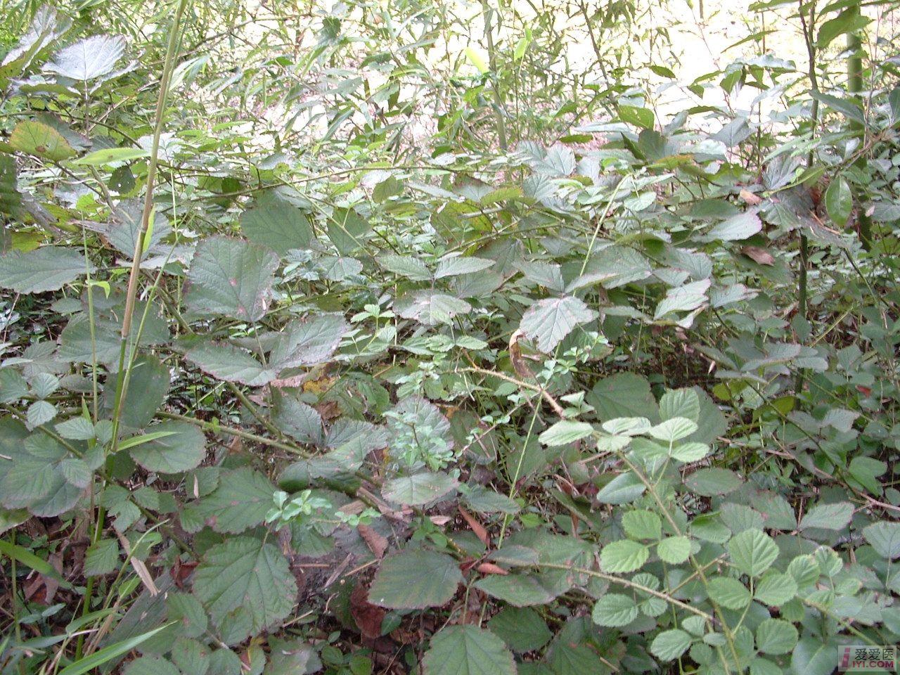 DSCF0129.JPG