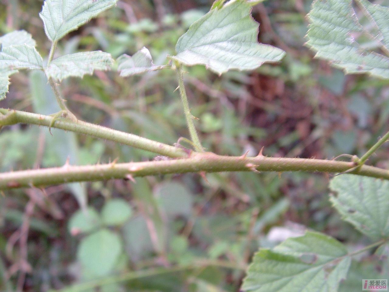 DSCF0130.JPG