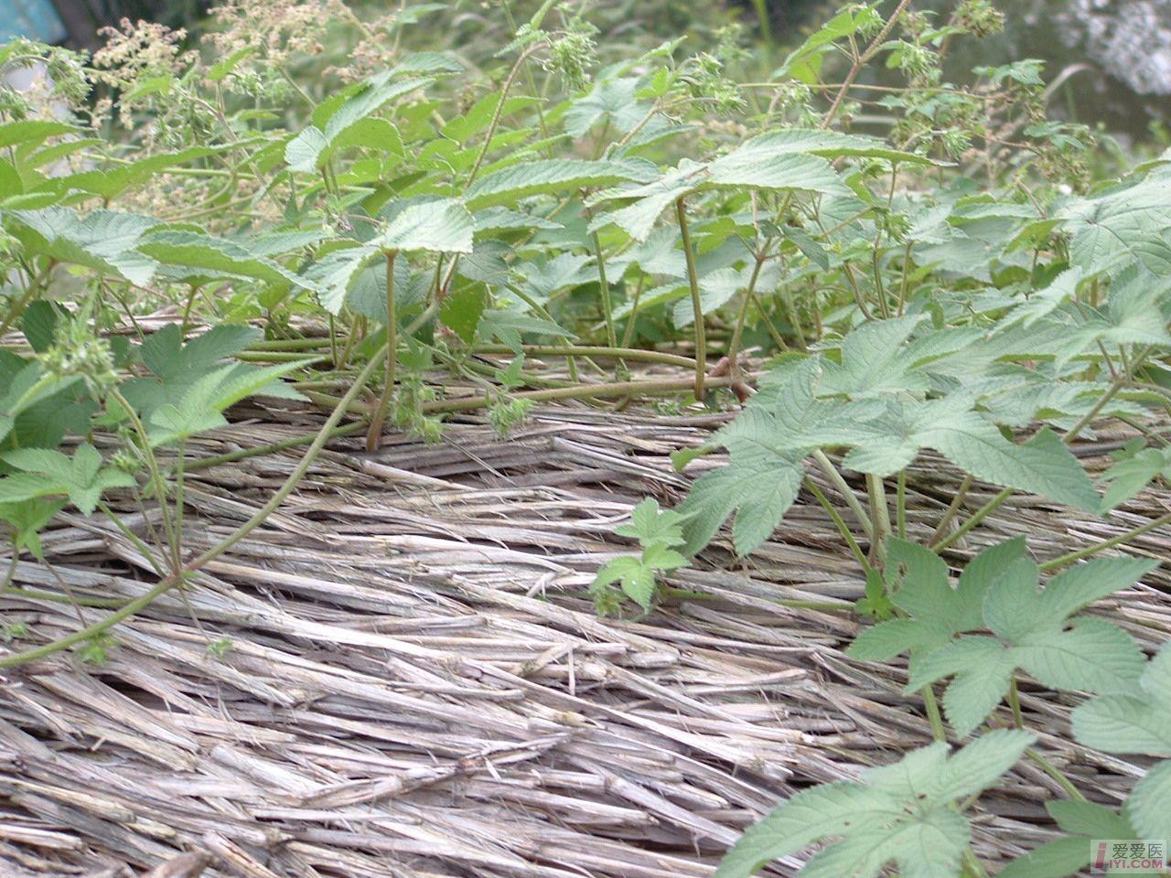 DSCF0212.JPG